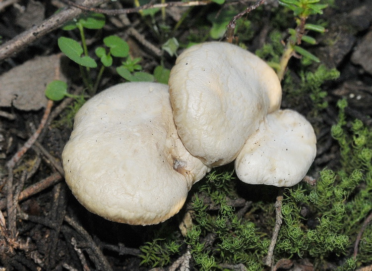 Clitocybe o Rhodocybe?